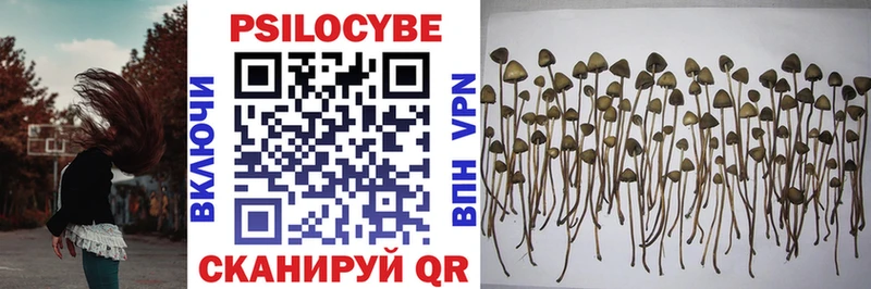 Галлюциногенные грибы Cubensis  где купить наркоту  Холм 